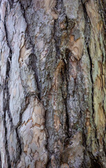 The texture of a coniferous tree. The texture of the trunk of a young tree.