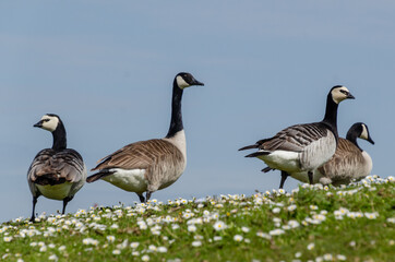 Canada geese