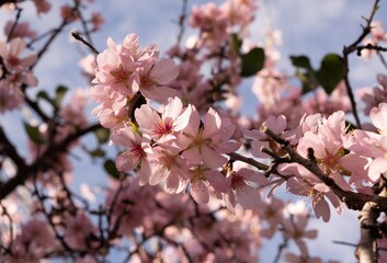 Almendro rosa
