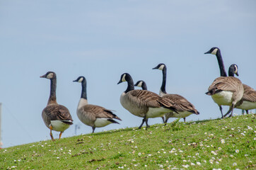 Canada geese