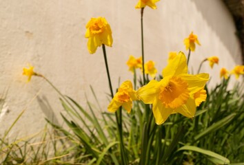 Fototapeta premium Narcisos