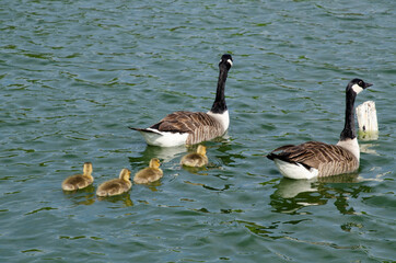 Canada geese with goslings on water