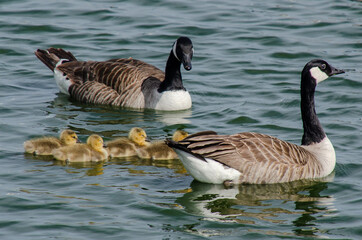 Canada geese with goslings on water
