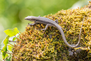 Lézard sur un rocher moussu