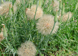 The background of their green stems and spherical needle-like dandelion flowers.