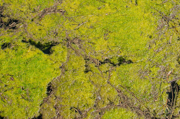 The background of an aquatic plant is yellowish green on the surface of the water.