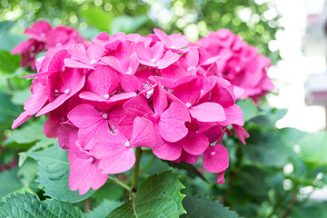 Fototapeta premium close up of pink hydrangea flowers