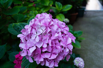 pink and purple flowers