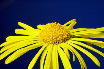 detail of the yellow flower of spring Doronicum against a blue studio background
