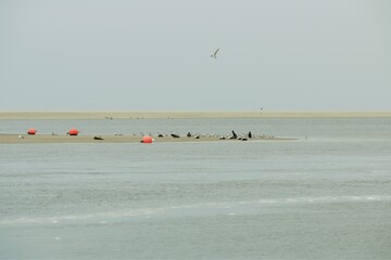 Different birds on a sand bank and in the water on a sunny day