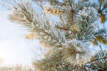 A branch of pine in the frost, in the rays of the sun on a frosty day.