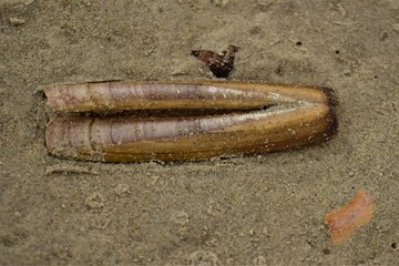 close up of an elongated seashell on the beach