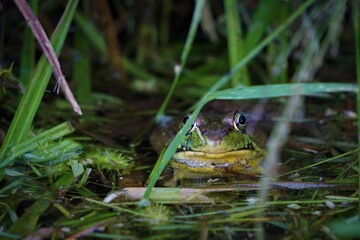 frog in the grass