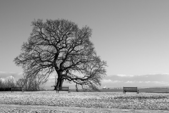 Black and white image of a bare Oak tree (Quercus) at Leigh-on-Sea, Essex, England