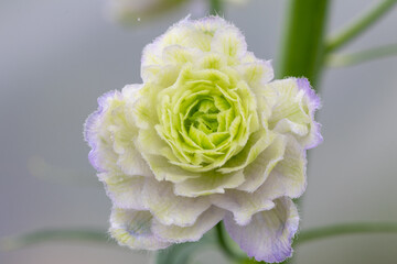 Perennial larkspur (Delphinium elatum Highlander Crystal Delights)