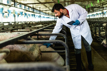 Young experienced veterinarian working and checking animals health condition on huge pig farm. He...