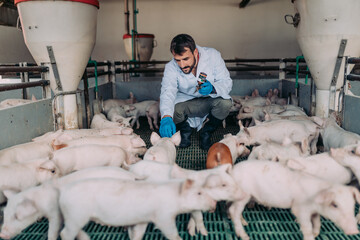 Young experienced veterinarian working and checking animals health condition on huge pig farm. He...