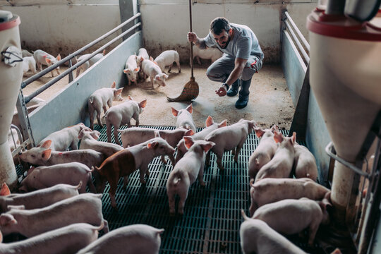 Young Male Worker Doing His Everyday Job On Huge Pig Farm.