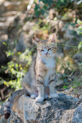 Fototapeta na wymiar Portrait of a cat sitting on a rock