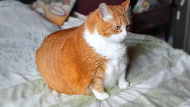 Very Fat Cat Sitting on a Bed. Ginger and White Striped Cat is Large. Big Lazy Tabby Cat of Incredible Size Lying on the Sofa. Fat belly. Overweight in a pet. Wrong food. 