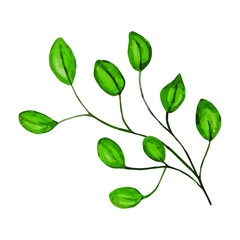 Watercolor photo. Botanical clipart. A set of green leaves, herbs and twigs. Floral design elements. Wedding invitations, greeting cards, blogs, posters, etc. Perfect for