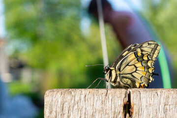 Swallowtail butterfly on old board in country and silhouette of working woman
