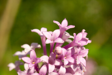 Beautiful lilac flowers close up