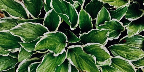 Obraz premium Background from large green leaves. Close-up. Back picture for writing text.