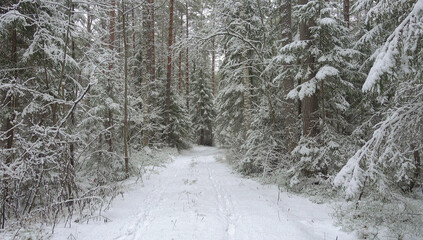 Beautiful winter landscape. Forest in winter.