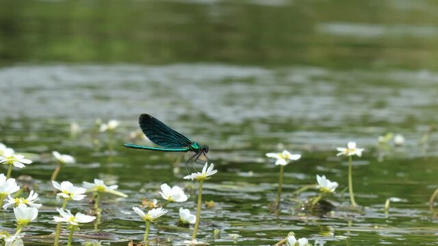 M&auml;nnliche Blaufl&uuml;gel-Prachtlibelle (Calopteryx virgo) auf Flutendem Wasserhahnenfu&szlig; (Ranunculus fluitans)
