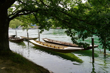 Wooden boats called weidling in German language. They are moored at wooden mooring poles on Rhine river in city of Schaffhausen in Switzerland. There is tree crown above river and above boat.