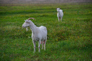 pair of goats graze in a meadow covered with green grass.