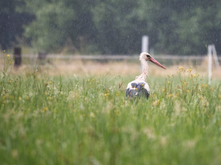 stork in the grass