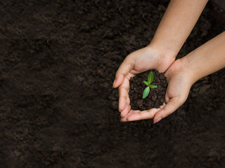 World environment day concept: a woman hand holding seed tree with soil, stock photos.