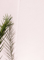 Stylish palm shadows on white wall. Minimal aesthetic plant background