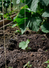 A sprout with one leaf of cucumber in a greenhouse in the ground. The concept of growing eco-friendly products at home