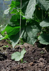 A sprout with one leaf of cucumber in a greenhouse in the ground. The concept of growing eco-friendly products at home