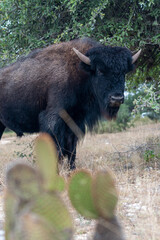 Bison