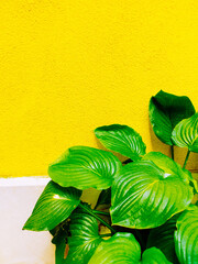 Plants on yellow fashion concept. Stylish botanic wallpaper. Aesthetics nature background