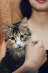 A beautiful domestic cat in the arms of a girl.