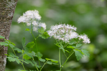 Siberian columbine meadow-rue (Thalictrum aquilegiifolium) is a species of flowering plant in the Ranunculaceae family. Wild plant Thalictrum aquilegiifolium at the time of flowering.