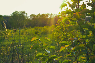 weeds in a meadow at sunset