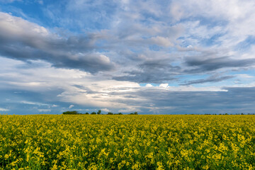 blooming yellow rape, oil canola or colza field in the afternoon