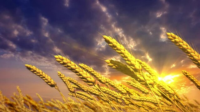 pretty field of rye spikelets at sunset background