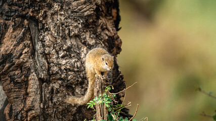 SQUIREL