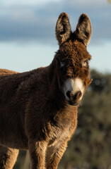 Donkey