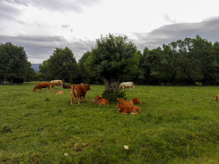 Fototapeta premium a group of cows rests in the meadow around a tree on a cloudy day