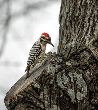 Ladderback woodpecker