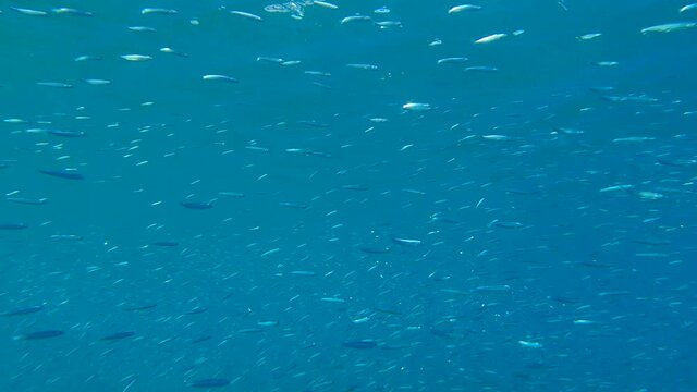 Massive school of small fish swims in the blue water in sunlights. Shoal of Silver-stripe round herring, slender sprat, or Kibinago minnow (Spratelloides gracilis) 