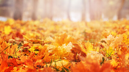 Autumn background with fallen maple leaves in the forest near the river in bright autumn colors